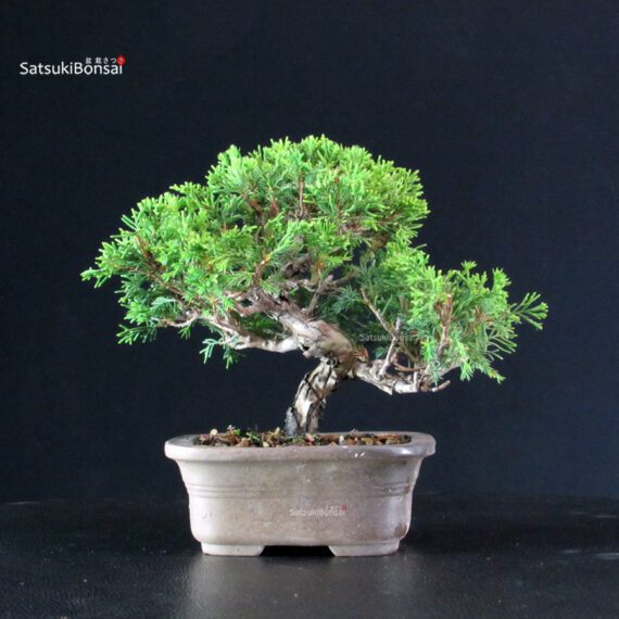 Juniperus Chinensis Itoigawa - immagine 3