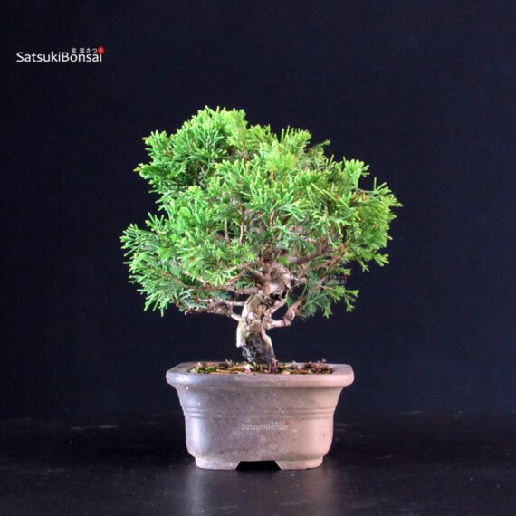 Juniperus Chinensis Itoigawa - immagine 4