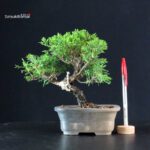 Juniperus Chinensis Itoigawa