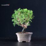 Juniperus Chinensis Itoigawa - immagine 2