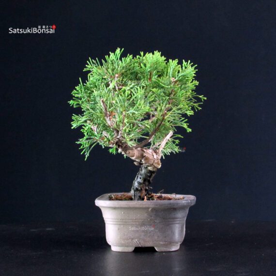 Juniperus Chinensis Itoigawa - immagine 2