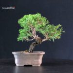 Juniperus Chinensis Itoigawa - immagine 3