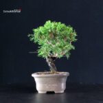 Juniperus Chinensis Itoigawa - immagine 4