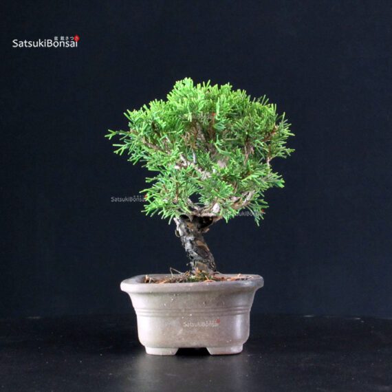 Juniperus Chinensis Itoigawa - immagine 4