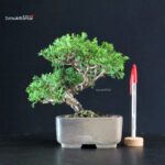 Juniperus Chinensis Itoigawa