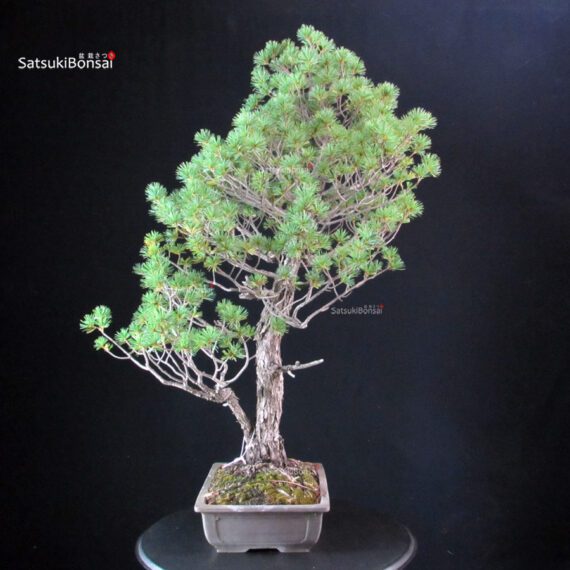 Pinus Pentaphylla - Goyomatsu - immagine 2
