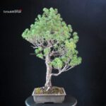 Pinus Pentaphylla - Goyomatsu - immagine 3