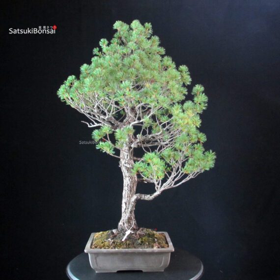 Pinus Pentaphylla - Goyomatsu - immagine 3