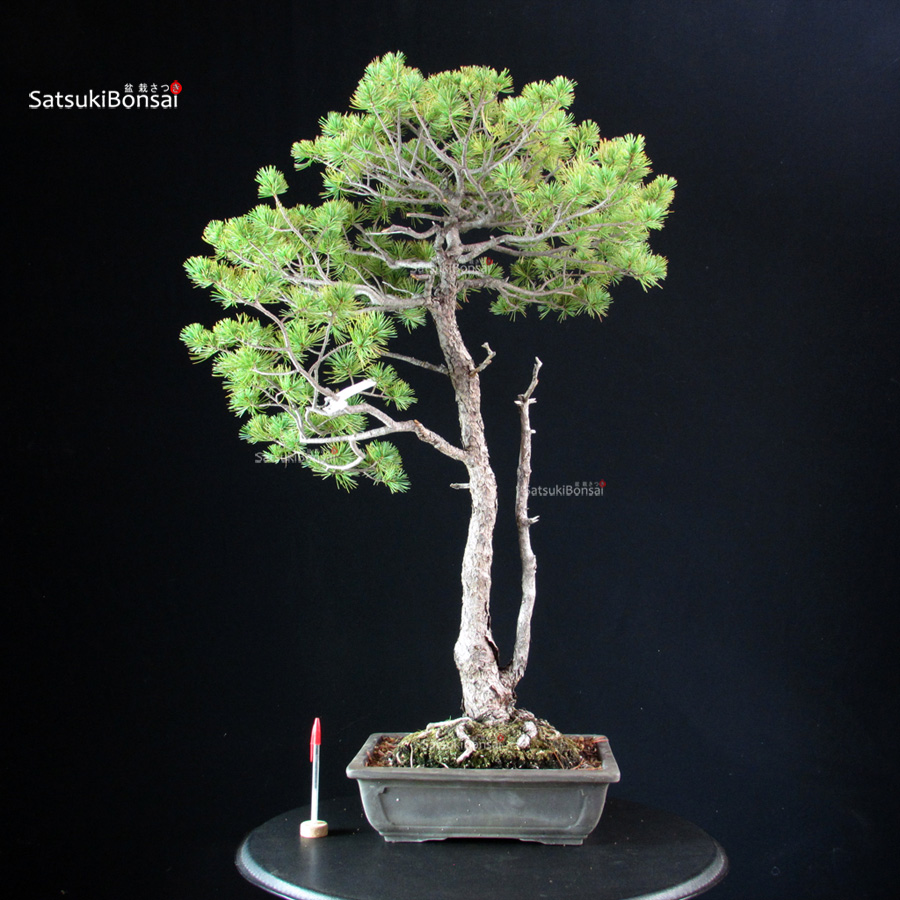 6171_1-Pinus-pentaphylla Pinus Pentaphylla - Goyomatsu - immagine 1