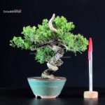 Juniperus Chinensis Itoigawa