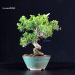 Juniperus Chinensis Itoigawa - immagine 2