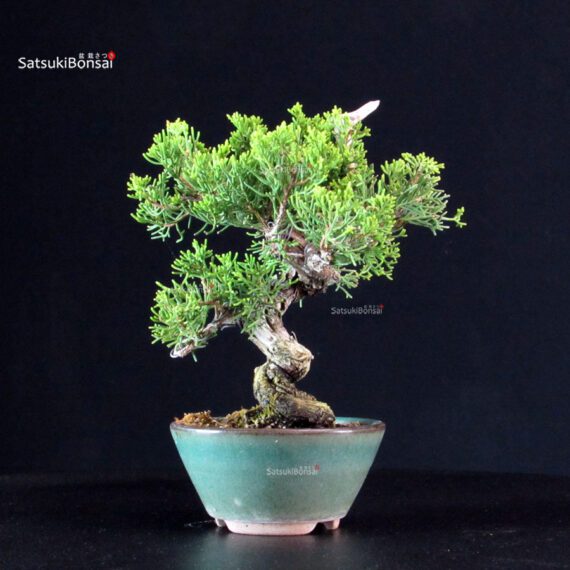 Juniperus Chinensis Itoigawa - immagine 2