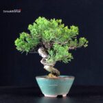 Juniperus Chinensis Itoigawa - immagine 3