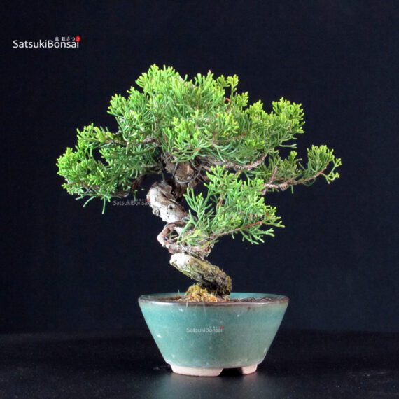 Juniperus Chinensis Itoigawa - immagine 3
