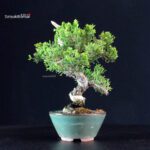 Juniperus Chinensis Itoigawa - immagine 4