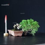 Juniperus Chinensis Itoigawa