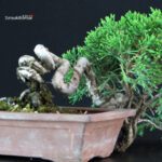 Juniperus Chinensis Itoigawa - immagine 2