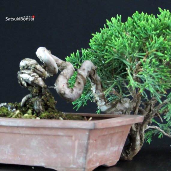 Juniperus Chinensis Itoigawa - immagine 2