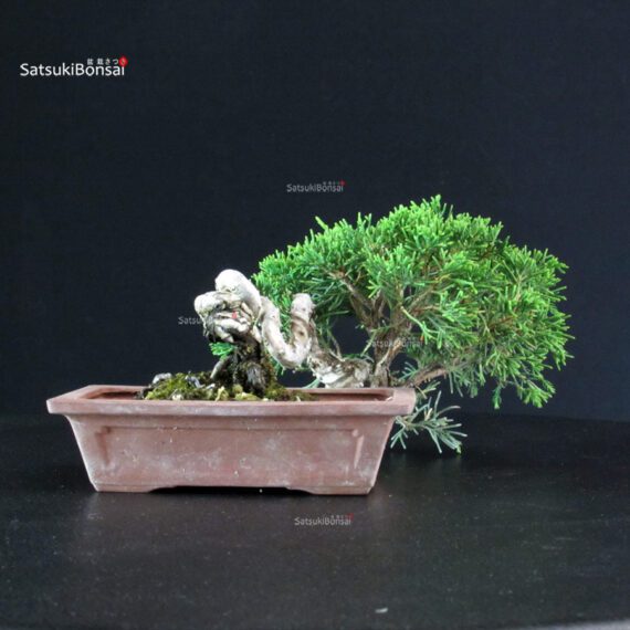 Juniperus Chinensis Itoigawa - immagine 3