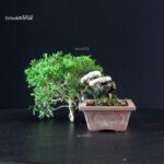 Juniperus Chinensis Itoigawa - immagine 4