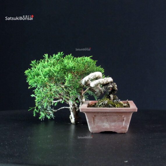 Juniperus Chinensis Itoigawa - immagine 4
