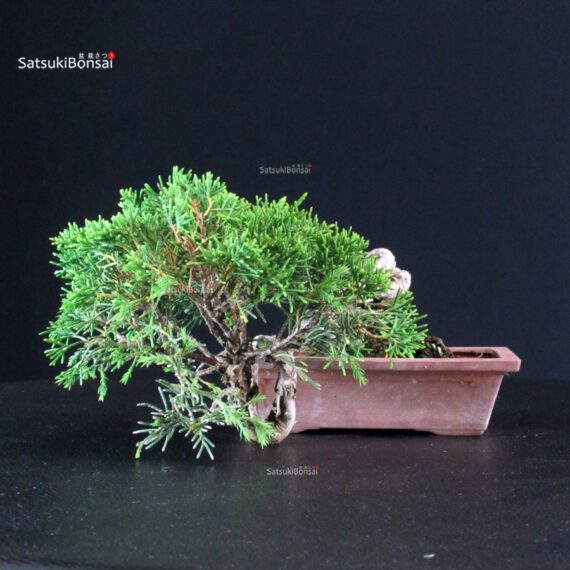 Juniperus Chinensis Itoigawa - immagine 5