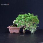 Juniperus Chinensis Itoigawa - immagine 6