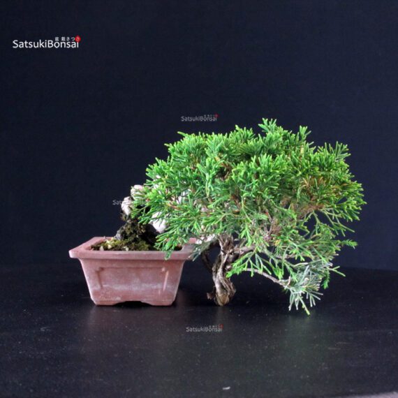 Juniperus Chinensis Itoigawa - immagine 6