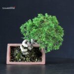 Juniperus Chinensis Itoigawa - immagine 7