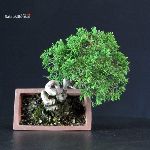 Juniperus Chinensis Itoigawa - immagine 7