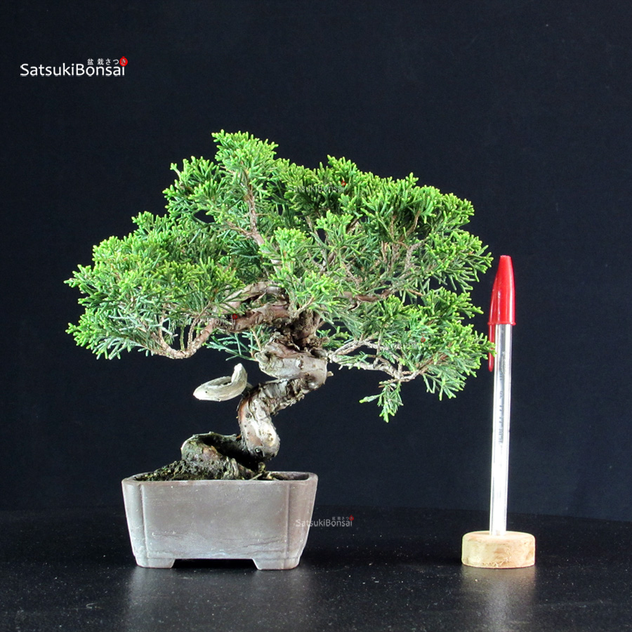 6200_1-Juniperus-chinensis-itoigawa Juniperus Chinensis Itoigawa - immagine 1