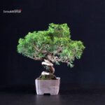 Juniperus Chinensis Itoigawa - immagine 2