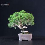 Juniperus Chinensis Itoigawa - immagine 3