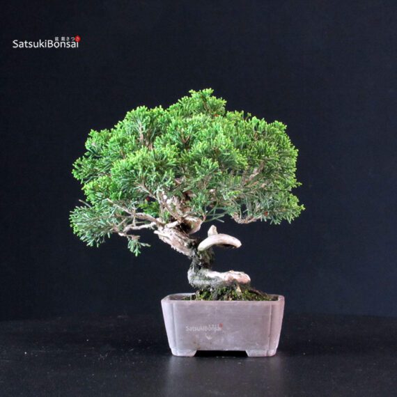 Juniperus Chinensis Itoigawa - immagine 3