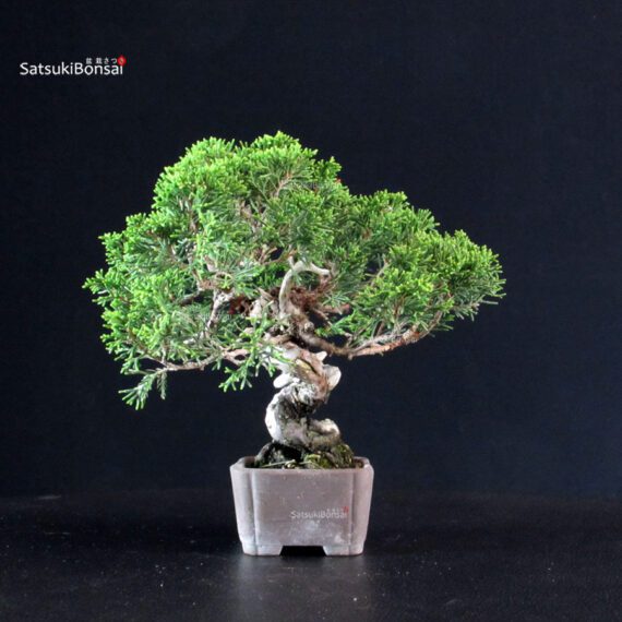 Juniperus Chinensis Itoigawa - immagine 4