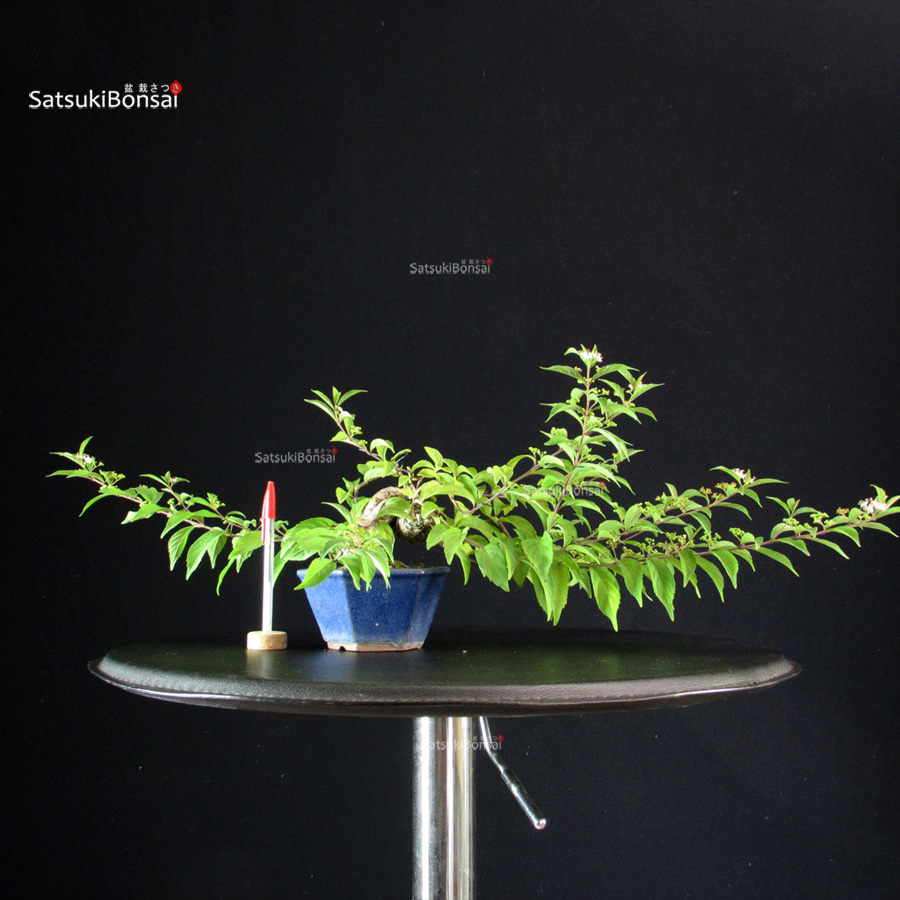 6248_1-Callicarpa-Japonica Callicarpa Japonica - immagine 1