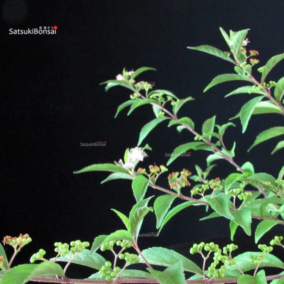 Callicarpa Japonica - immagine 7