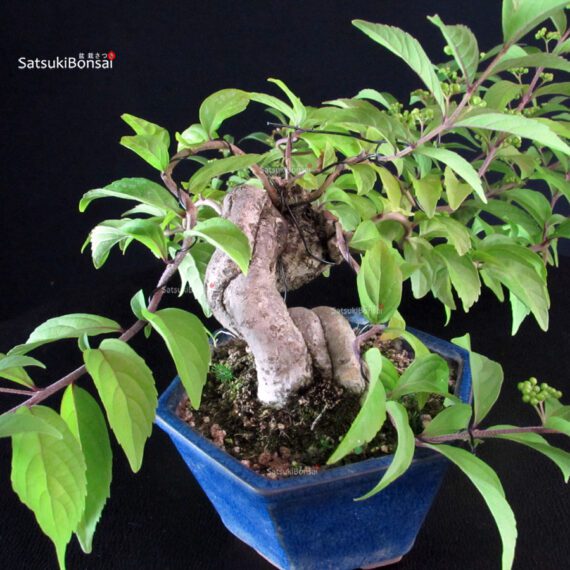 Callicarpa Japonica - immagine 8