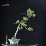 Pinus Thunbergii Kuromatsu Kotobuki