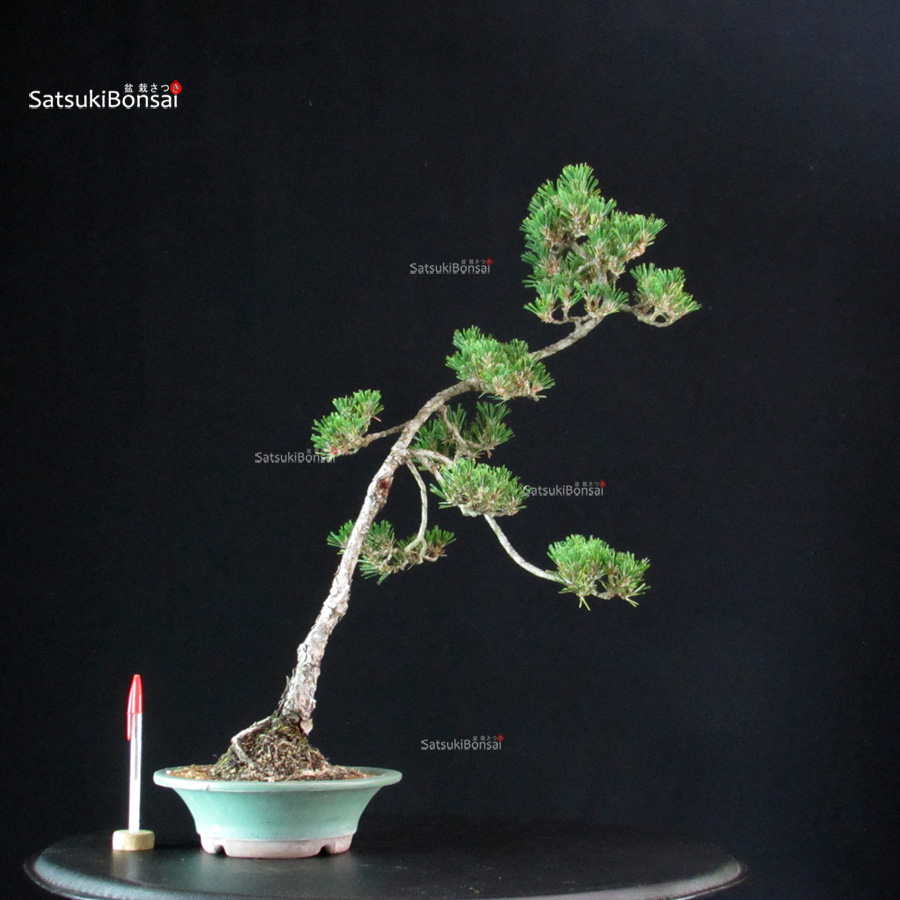 6346_1-Pinus-thunbergii-kotobuki Pinus Thunbergii Kuromatsu Kotobuki - immagine 1