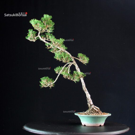 Pinus Thunbergii Kuromatsu Kotobuki - immagine 3