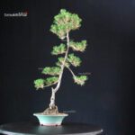 Pinus Thunbergii Kuromatsu Kotobuki - immagine 4