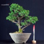 Chamaecyparis Obtusa - Hinoki