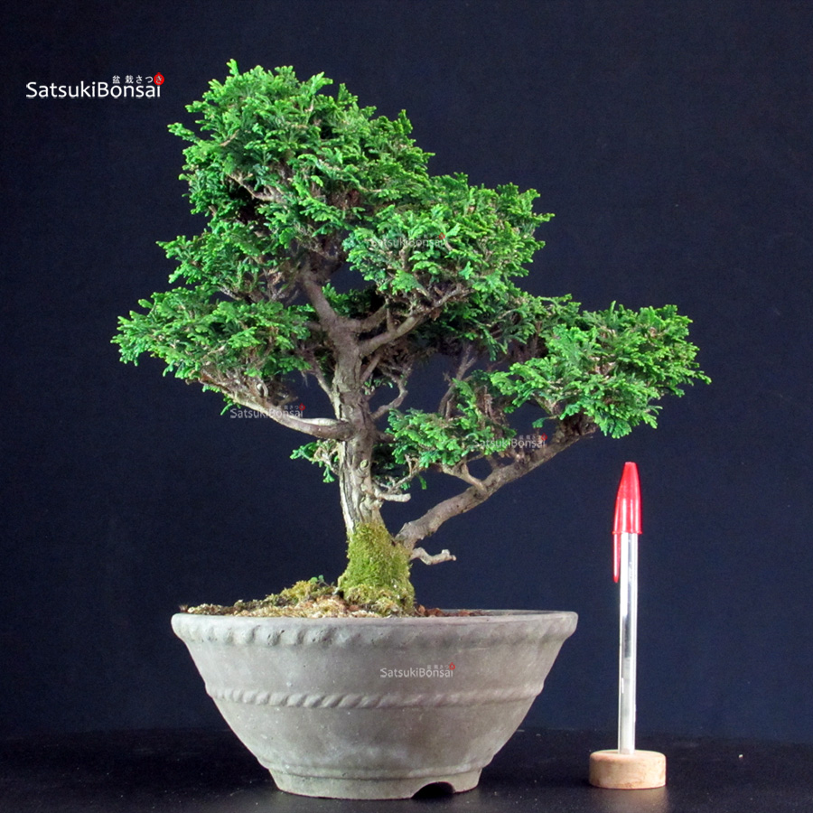6445_1-Chamaecyparis-Obtusa Chamaecyparis Obtusa - Hinoki - immagine 1