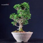 Chamaecyparis Obtusa - Hinoki - immagine 2