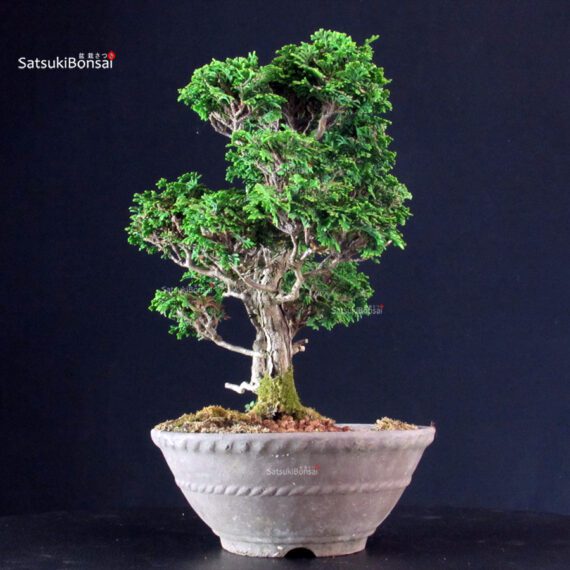 Chamaecyparis Obtusa - Hinoki - immagine 2