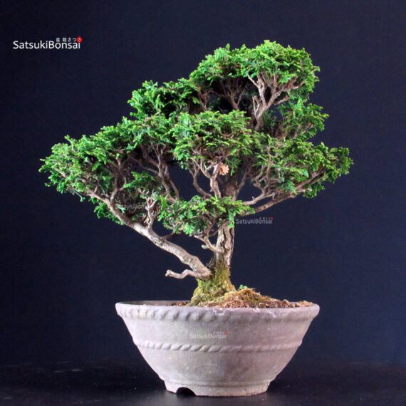 Chamaecyparis Obtusa - Hinoki - immagine 3