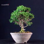 Chamaecyparis Obtusa - Hinoki - immagine 4