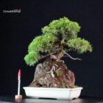 Juniperus Chinensis Itoigawa