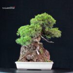 Juniperus Chinensis Itoigawa - immagine 2